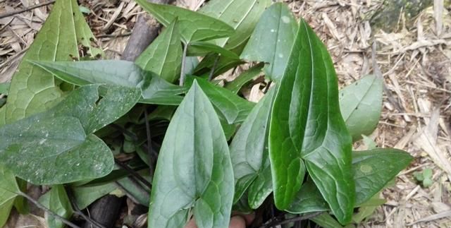 马兜铃科细辛属里也有一种植物叫金耳环,花美价值高