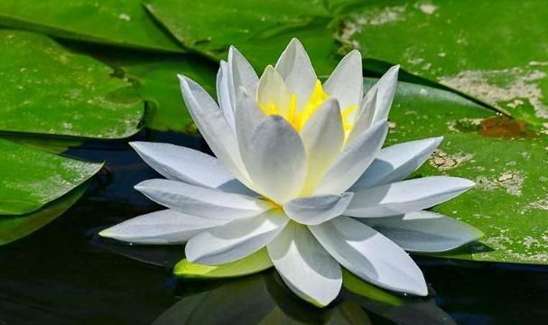 佛教"四大名花",除了莲花之外,你还知道哪个?