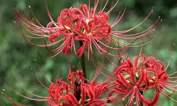 佛教"四大名花",除了莲花之外,你还知道哪个?