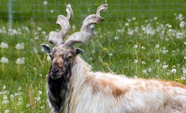 巴基斯坦国宝与大熊猫一样稀少竟被美国人端上了餐桌