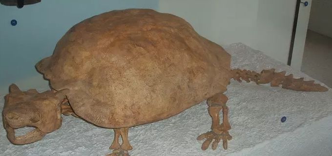 被人类吃到灭绝的卷角龟,竟与中国古代神话玄武相似