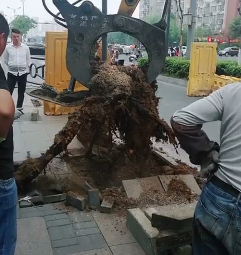 绿化改造,要把树池里的树根拔出来,机器开动后,大家不淡定了