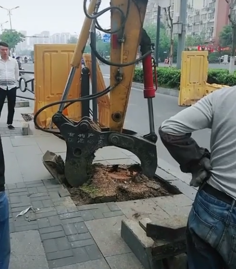 绿化改造,要把树池里的树根拔出来,机器开动后,大家不淡定了