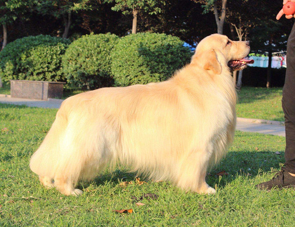 纯种犬血统犬赛级犬冠军犬有啥区别算是从青铜到王者吧