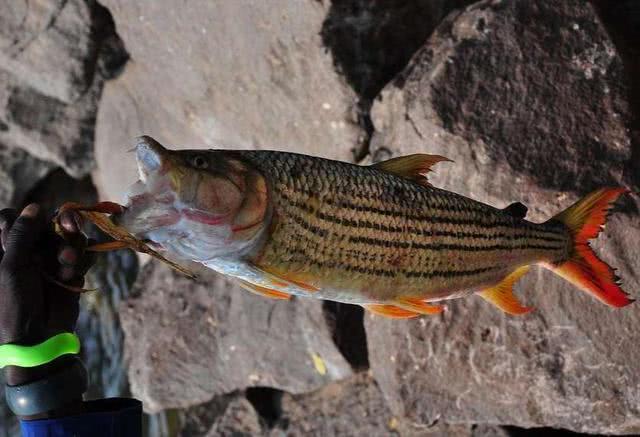 非洲人叫它老虎鱼食人鱼是它的口粮一条值5000元