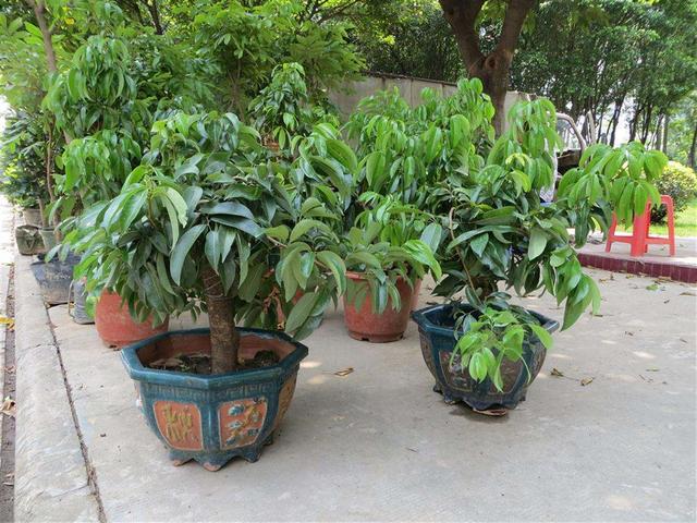 夏天吃了不少荔枝把核扔水里竟然冒出小芽移到盆里呼呼冒叶