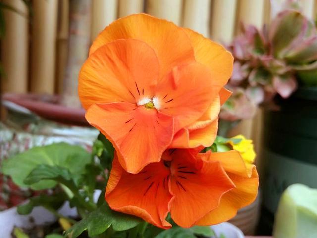 两种可爱的网红花卉,养护条件合适,夏季也会开花不断,又萌又美|角堇