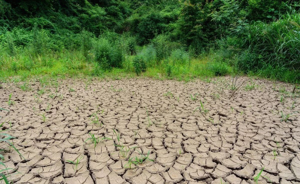 河南干旱,小麦减产玉米种不上,专家:天天喊不挣钱,正好别种了