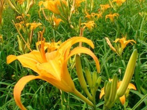 十大最常见的食用花卉，具有食用价值的花|槐花|百合_新浪新闻