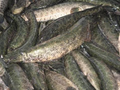 乌鳢鱼是美味的象征，常在中国餐桌上，外国人却无法接受|黑鱼_新浪新闻