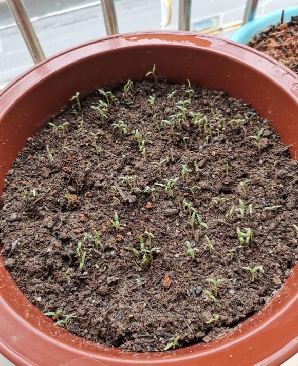 满天星种子不发芽问题出在哪1个塑料袋齐刷刷冒新芽