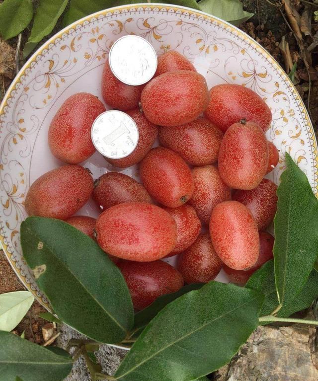 尝了这个羊奶果之后觉着味道很特别很好吃,就把老杨基地中仅有的几十