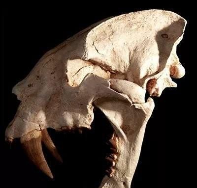 由于剑齿虎的种类不同,它们的体型也有较大的差异,比如刃齿虎(又称