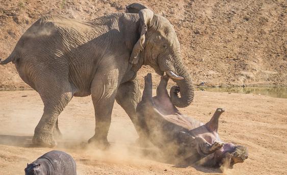 河马看大象不顺眼群殴大象,大象毫不畏惧对战,你猜结果怎么样