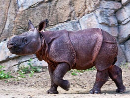 小犀牛跟着妈妈一起散步娇小身材和脸上表情形成反差酷萌