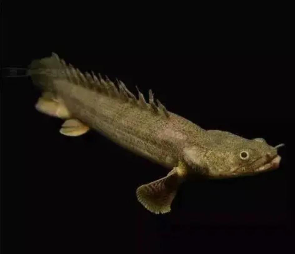 唯一在陆地上生存的鱼,拥有两个"肺",经常吃掉自己的尾巴充饥