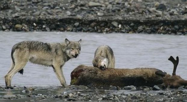 狼欲偷袭被鹿发觉,引狼入某地却不知狼有这等本事,鹿不作不死