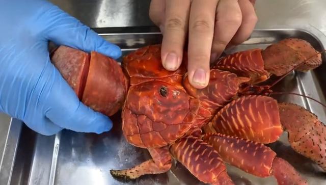 在网上买了一只"椰子蟹",花了1200元,这个价格确实还比较贵的,不过这