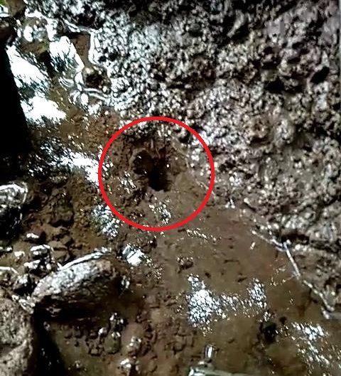 小伙拿来了一个钩子,上面穿上一条刚挖的蚯蚓,放在洞口边不停的引诱.