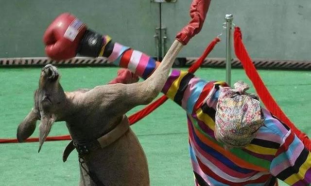 袋鼠的拳击有多厉害几回合下选手直接被打晕爷打拳还用你教