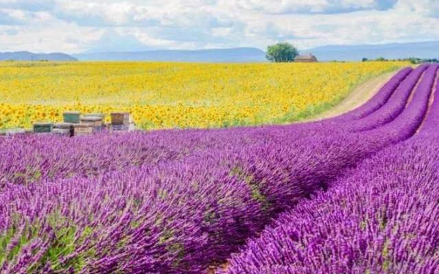 比法国浪漫美过伊犁这座薰衣草小镇去一次相当于环游世界