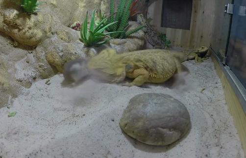 主人给蜥蜴喂食仓鼠仓鼠逃生不得最终被蜥蜴活活吞进肚子里