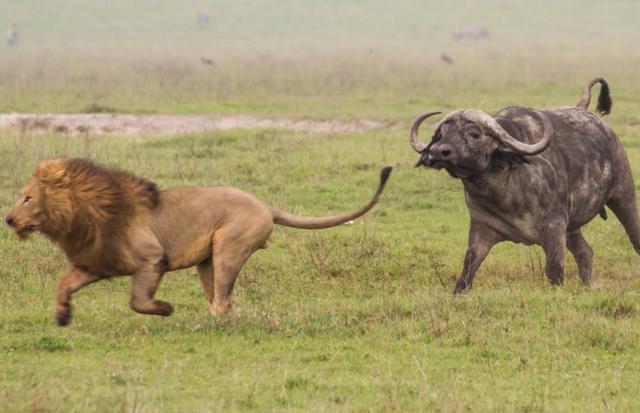 这只母狮却遭了秧,无端的被野牛当做了欺负自己幼崽的同伙,这下母狮子