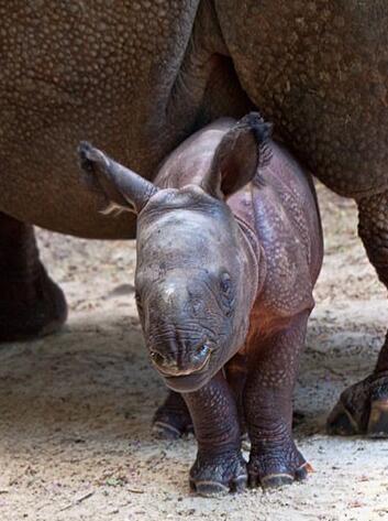 小犀牛跟着妈妈一起散步娇小身材和脸上表情形成反差酷萌