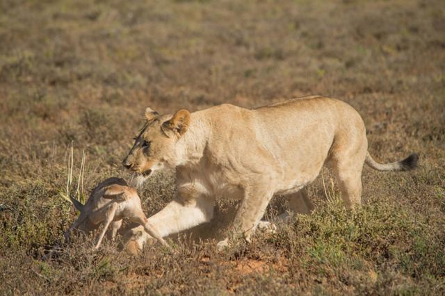 知道原因后羚羊快崩溃了,还不如咬死呢|小狮子|母狮|幼崽_新浪新闻