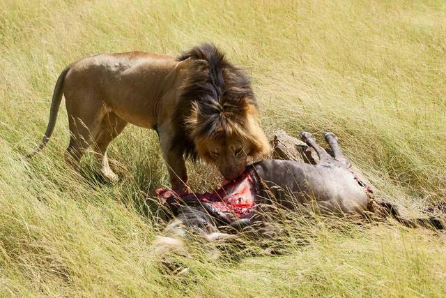 为什么公狮子在家惬意等吃,母狮子辛苦出门狩猎?