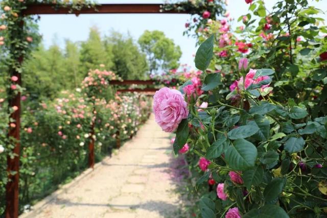 原来湖州还有如此花海秘境,适合带爱人一起,你去过吗?