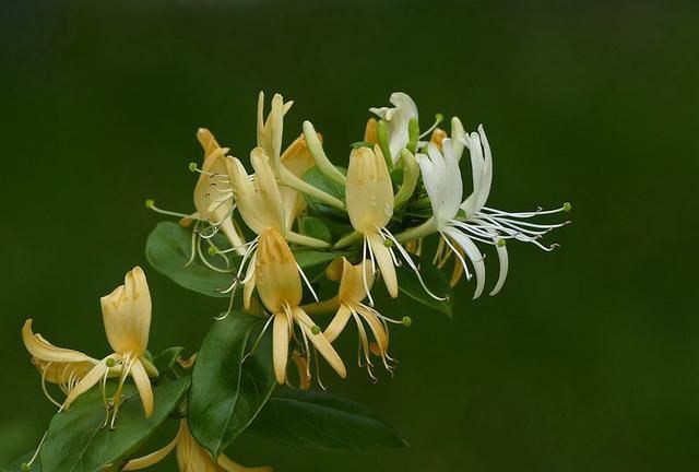 "三种"爬藤长绿的香花类植物,最适合庭院栽种