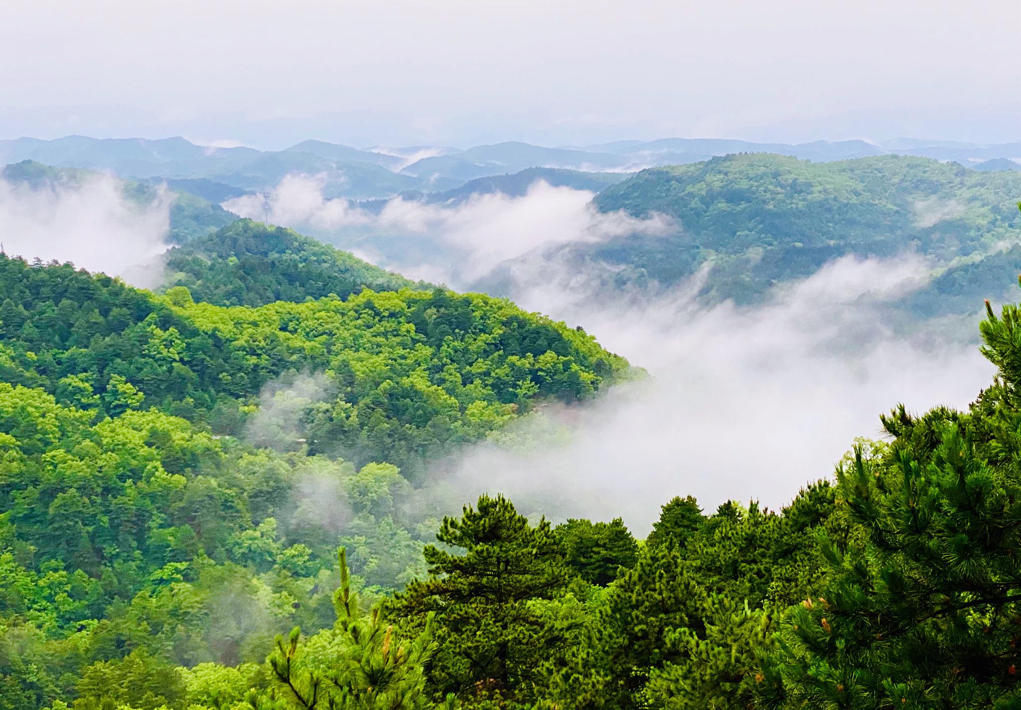 黄陵国家森林公园现云海仙境