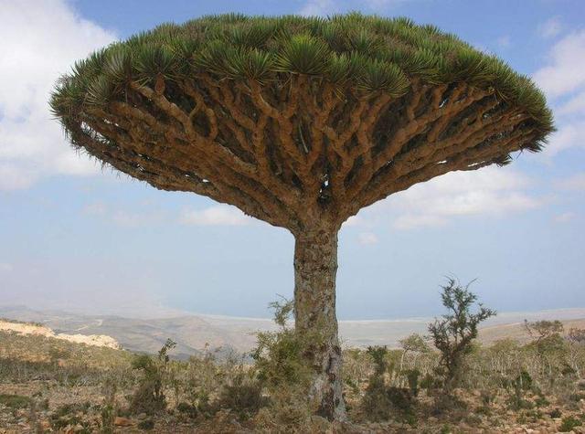 世界上"年龄最大"的6棵古树,最老的近万岁,中国仅有一棵上榜