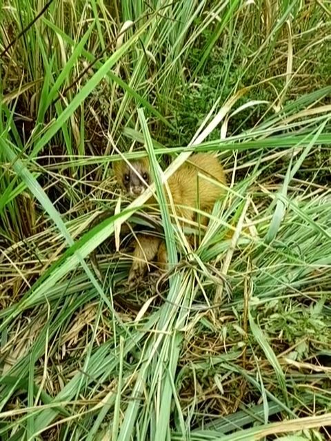 农村小伙在猎场下夹子夹野兔,结果第二天夹到这么个玩意