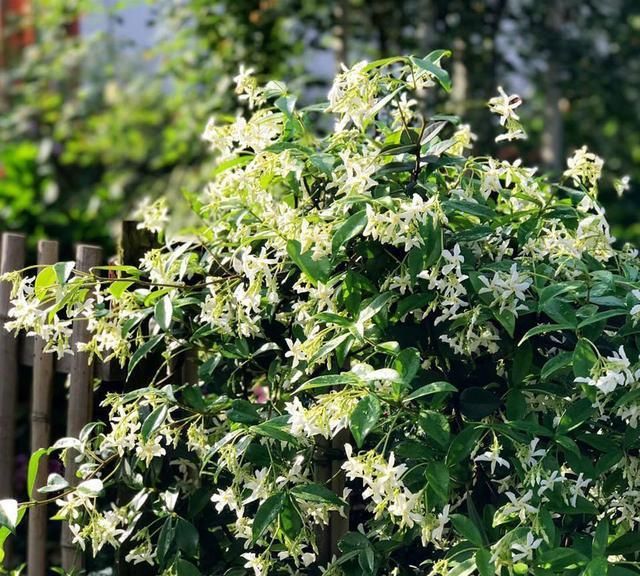 "三种"爬藤长绿的香花类植物,最适合庭院栽种
