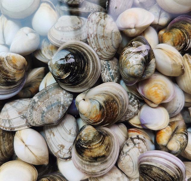 大叔教你什锦贝类杂烩,鲜香味美,简单易做,超好吃