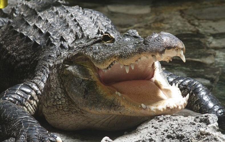 杀人鳄鱼古斯塔夫10年夺走3百人性命被机枪扫射毫发无伤