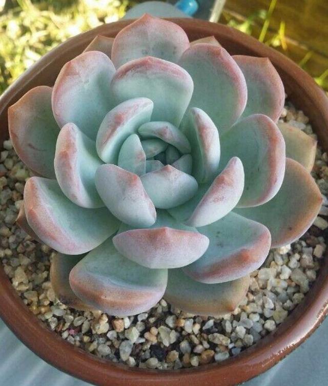 景天科多肉芙蓉雪莲,盆栽把握好3点,茎叶色泽艳丽又饱满