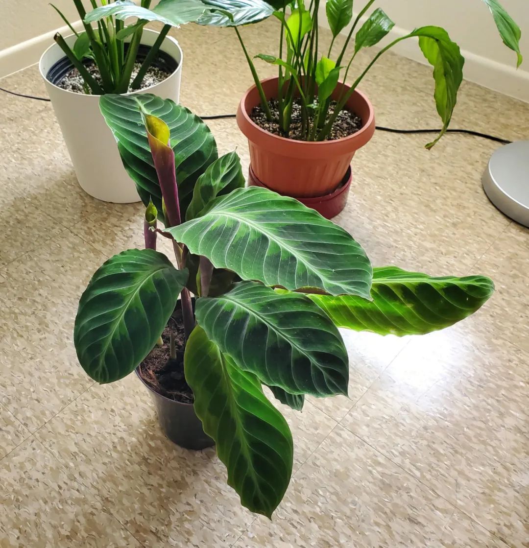 叶子大气的紫背天鹅绒竹芋耐阴性好但有适当光照才好开花