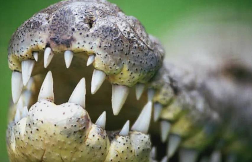 杀人鳄鱼古斯塔夫10年夺走3百人性命被机枪扫射毫发无伤