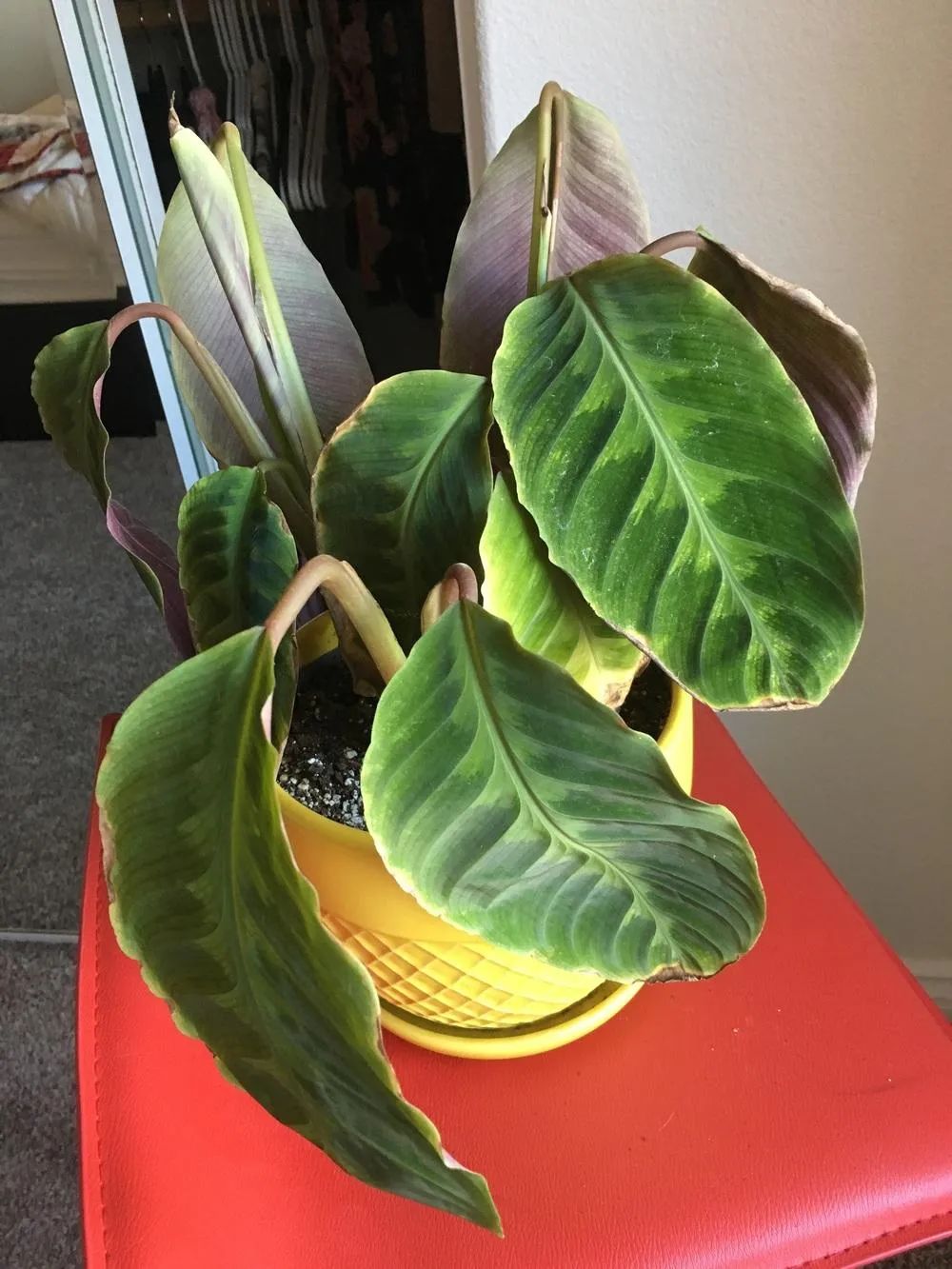 叶子大气的紫背天鹅绒竹芋耐阴性好但有适当光照才好开花