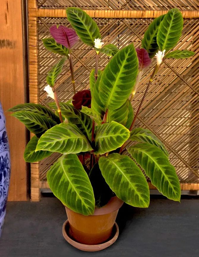 叶子大气的紫背天鹅绒竹芋耐阴性好但有适当光照才好开花