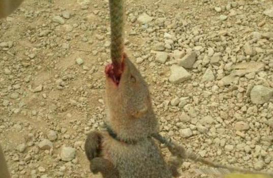 英勇善战的眼镜蛇缠住天敌蛇獴,却被蛇獴死死咬住,最终丧命