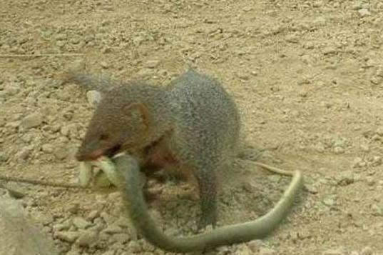 英勇善战的眼镜蛇缠住天敌蛇獴,却被蛇獴死死咬住,最终丧命