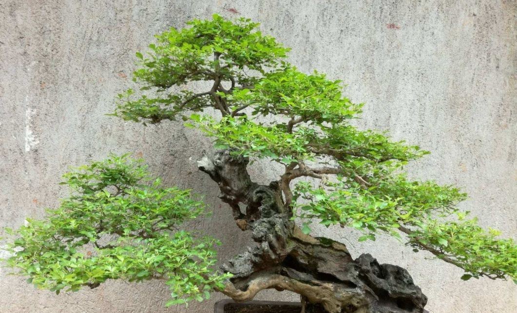养黄荆盆景,做好这些细节,成活率高,造型更优美