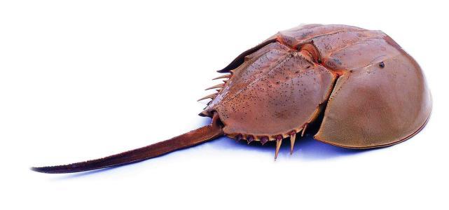 地球上唯一的蓝血生物,存活四亿年却逐渐走向灭亡,原因让人无奈|鲎