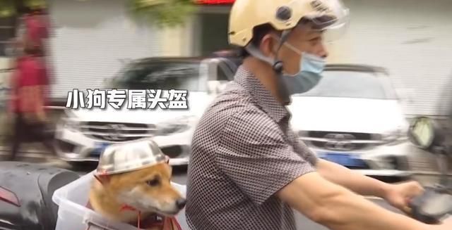老人骑电动车载狗出去玩 当看到狗狗的头盔时 我忍不住笑了 狗狗 头盔 老人 新浪新闻