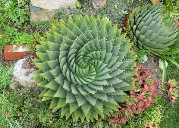 盆栽螺旋(女王)芦荟,想要它颜值高,身价高,就得抓牢4点