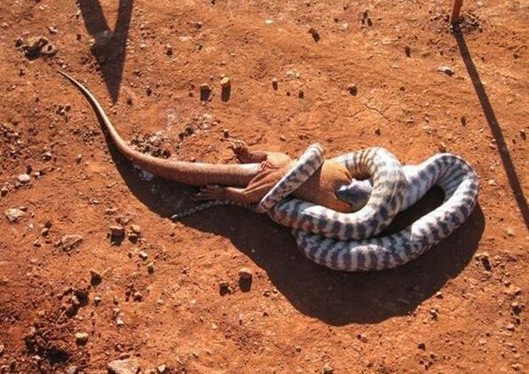 蟒蛇与巨型蜥蜴展开搏斗, 蜥蜴不敌最终被蟒蛇活吞